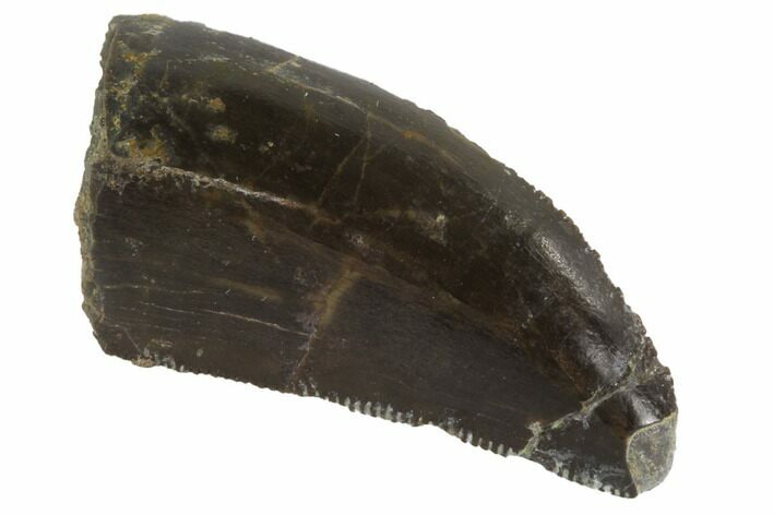 Serrated, Allosaurus Tooth - Colorado #91374